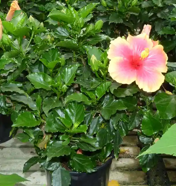 Hibiscus rosa sinensis