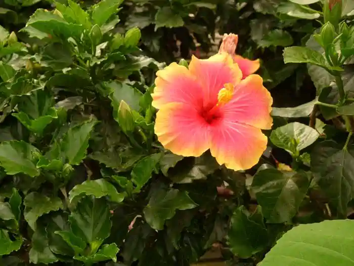 Hibiscus rosa sinensis