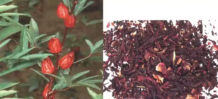 Hibiscus sabdariffa