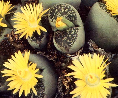 Lithops alpina