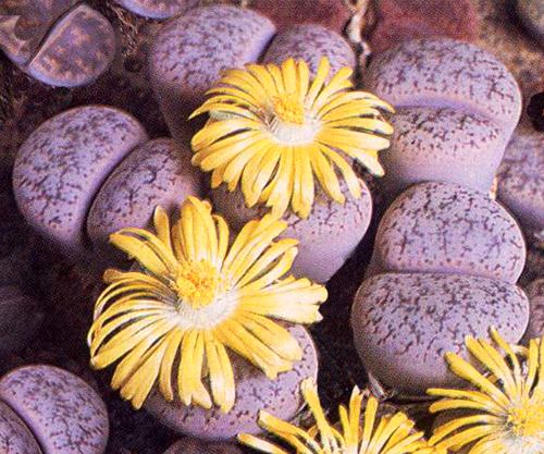 Lithops aucampiae
