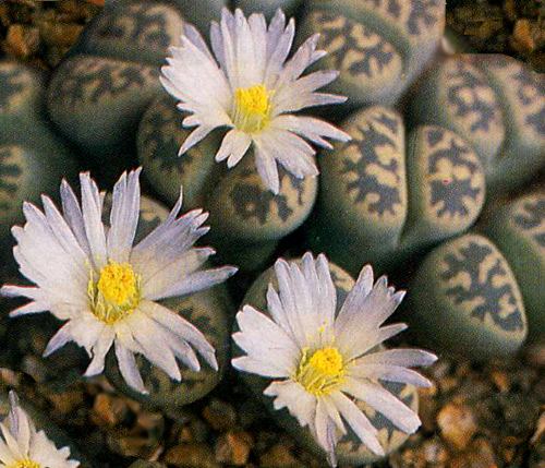 Lithops bella