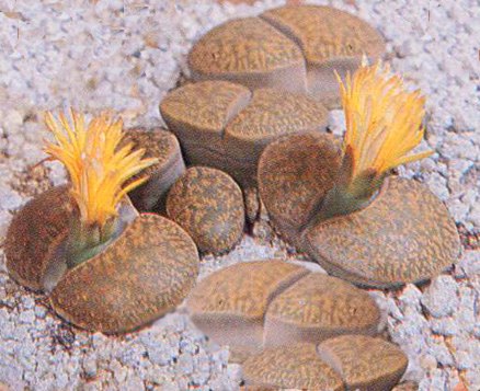 Lithops, coltivazione