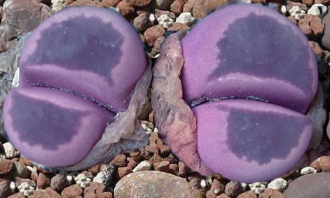 Lithops optica