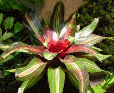 Bromeliacee, famiglia Bromeliaceae, schede di coltivazione Bromeliacee, famiglia Bromeliaceae, schede di coltivazione