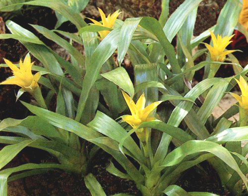 Nidularium Nidularium