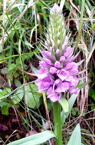 dactylorhiza majalis