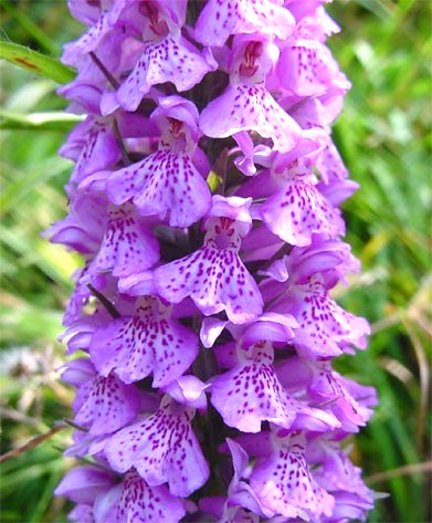 dactylorhiza majalis