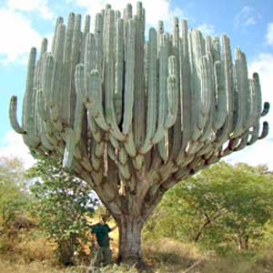 Piante grasse notizie curiose