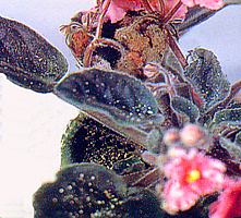 Presenza di muffa grigia sulle foglie causata dalla Botritys