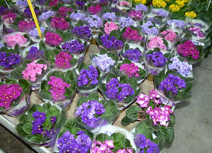 Esposizione di violette africane