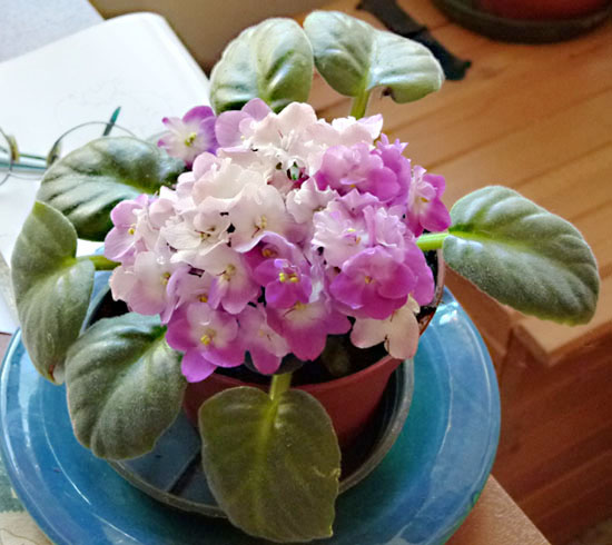 Violetta africana, coltivazione