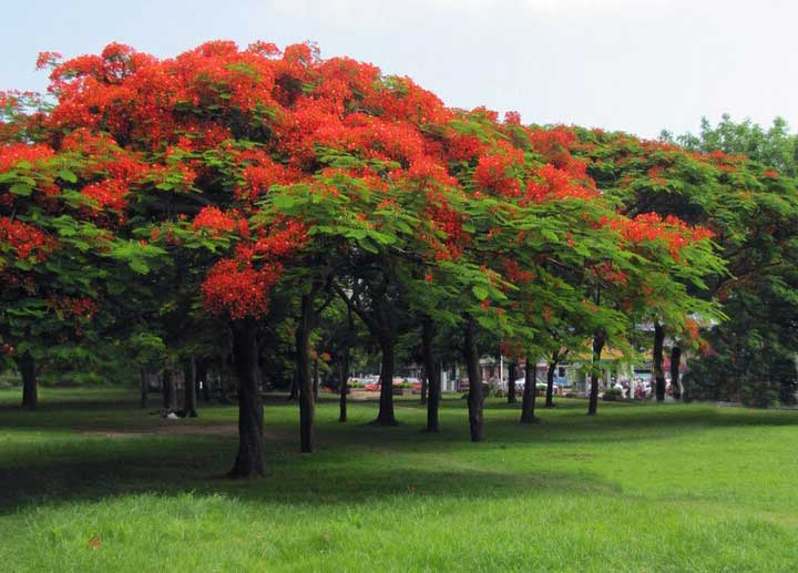 Stella di Natale coltivazione e cura