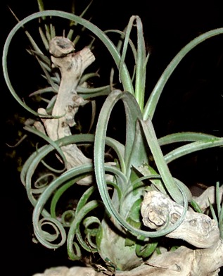 Tillandsia caput medusae Tillandsia caput medusae