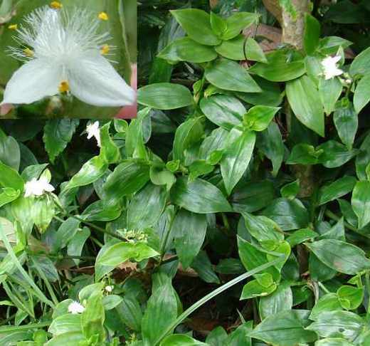 Tradescantia, coltivazione Tradescantia, coltivazione