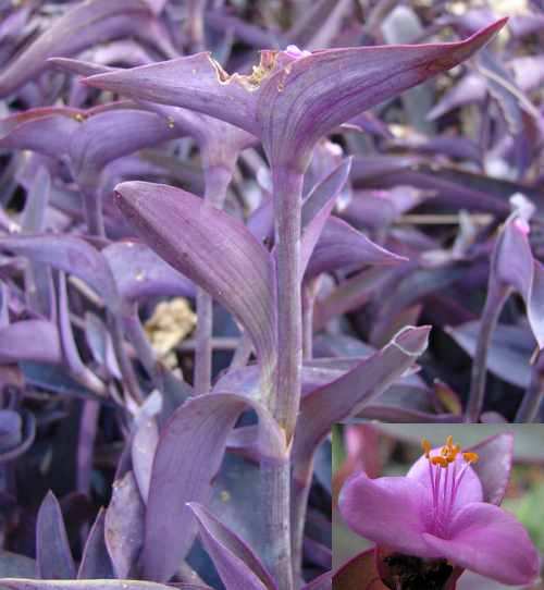 Tradescantia pallida Tradescantia pallida