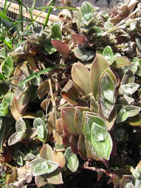 Tradescantia sillamontana Tradescantia sillamontana