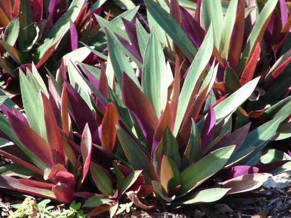 Tradescantia spathacea Tradescantia spathacea
