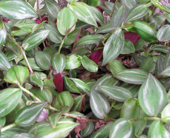 Tradescantia zebrina Tradescantia zebrina