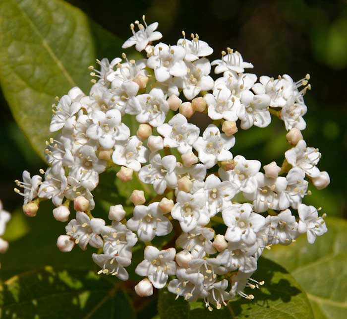 Viburno in fiore