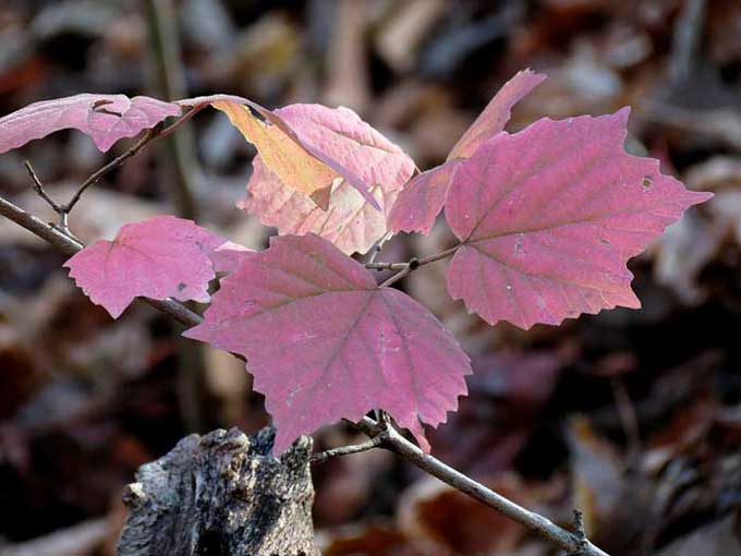 Viburnum acerifolium