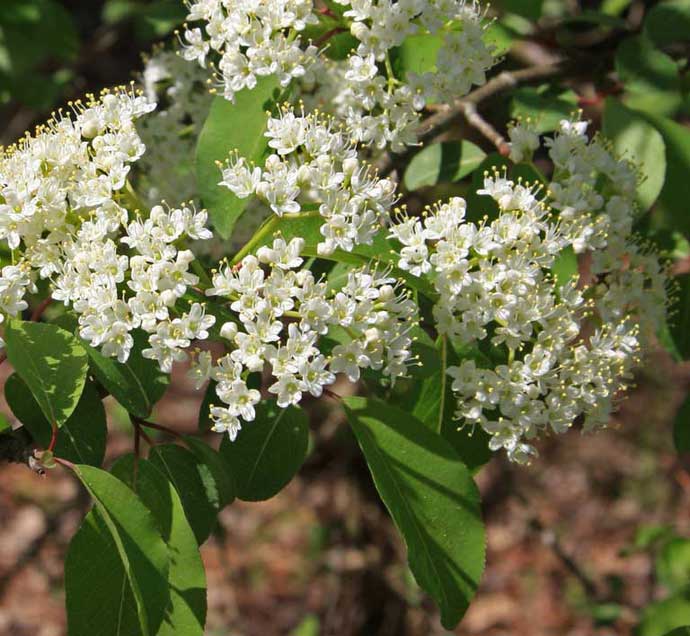 Viburnum cassinoides