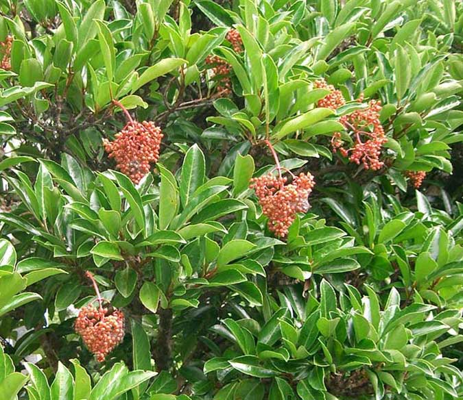 Viburnum odoratissimum