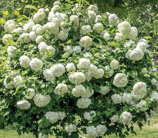 Viburno, coltivazione