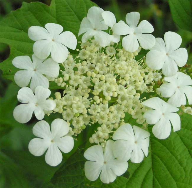 Viburnum opulus