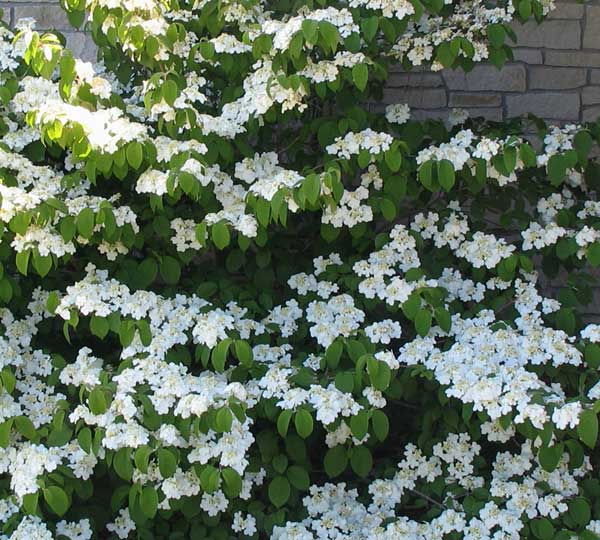 Viburnum x carlecephalum