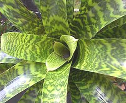 Rosetta o coppa delle bromeliacee Rosetta o coppa delle bromeliacee