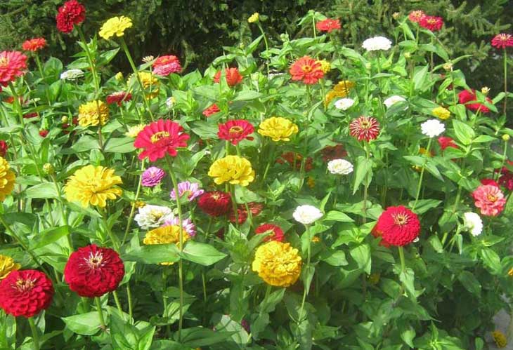 Zinnia, coltivazione