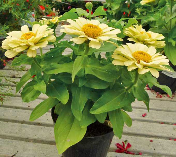 Fiori di Zinnia