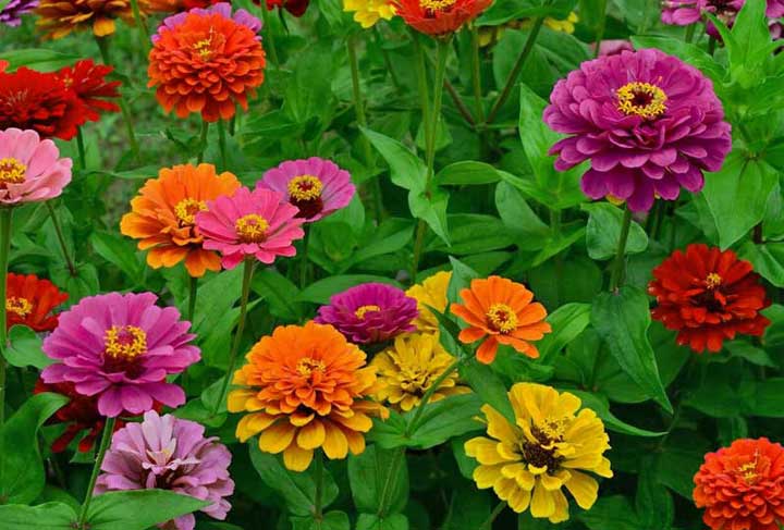 Fiori di Zinnia