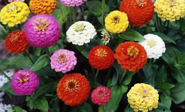 Fiori di Zinnia