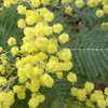 Acacia, Famiglia Fabaceae,  scheda   di coltivazione