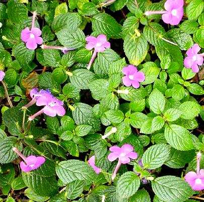 Pianta Achimenes grandiflora