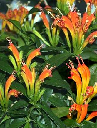 Pianta aeschynanthus speciosus