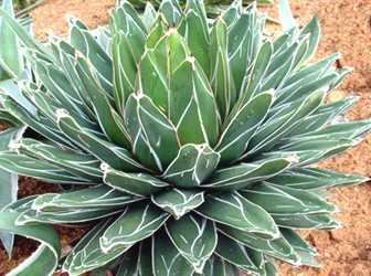 Agave victoriae reginae