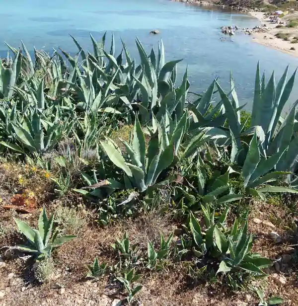 Agave, coltivazione