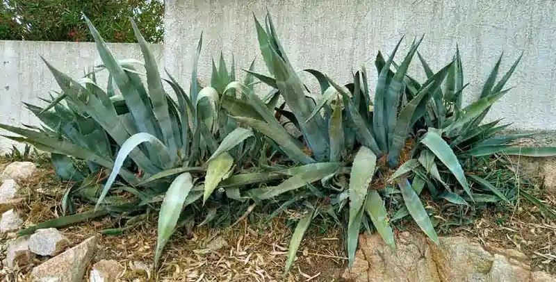 Agave americana