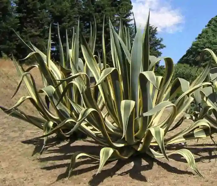 Agave americana marginata