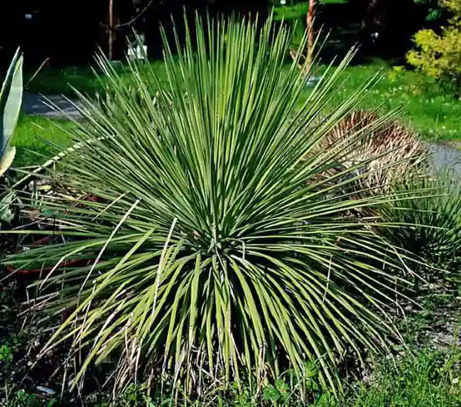 Agave stricta