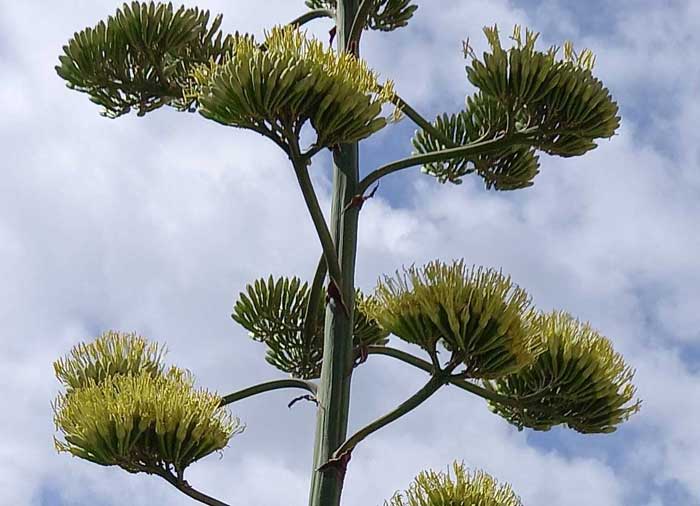 Fioritura dell'agave