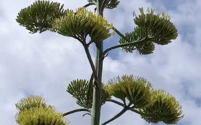 Fiori dell'agave