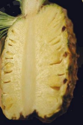 Sezione di frutto di ananas