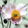 Anemone, famiglia Ranunculaceae,  scheda   di coltivazione