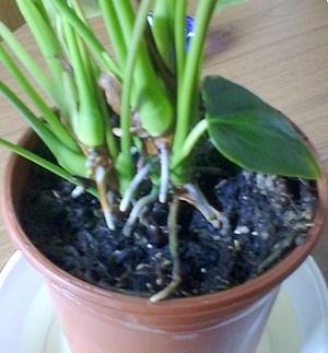 Radici di Anthurium in evidenza che fioriescono dal vaso