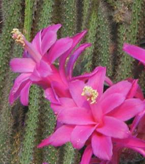 Particolare di Fiore di Aporocactus