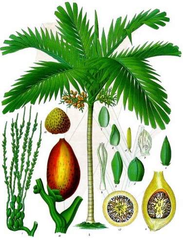 Schema della pianta di Areca